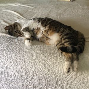 Meet your Posher, Bette